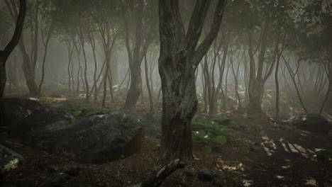 rayos de sol en un bosque en una mañana brumosa