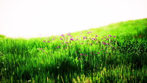 Wunderschönes-Wiesenfeld-Mit-Frischem-Gras