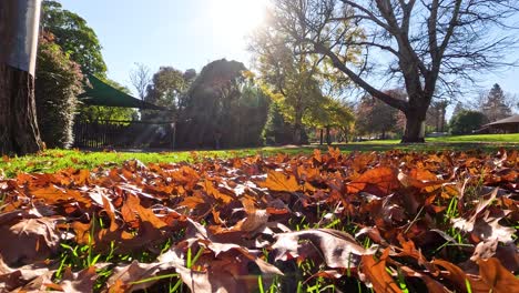 fallen leaves in a sunlit park