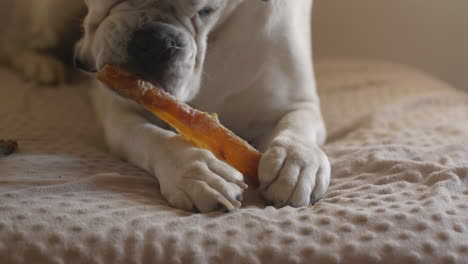 perro boxeador blanco saludable en un sofá cubierto de mantas mientras disfruta de un dulce masticable