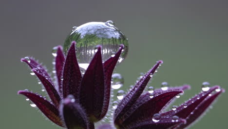 water droplet reflection on purple flower