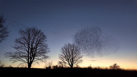 Starling-murmuration-flock-against-winter-evening-clear-sky-after-sunset