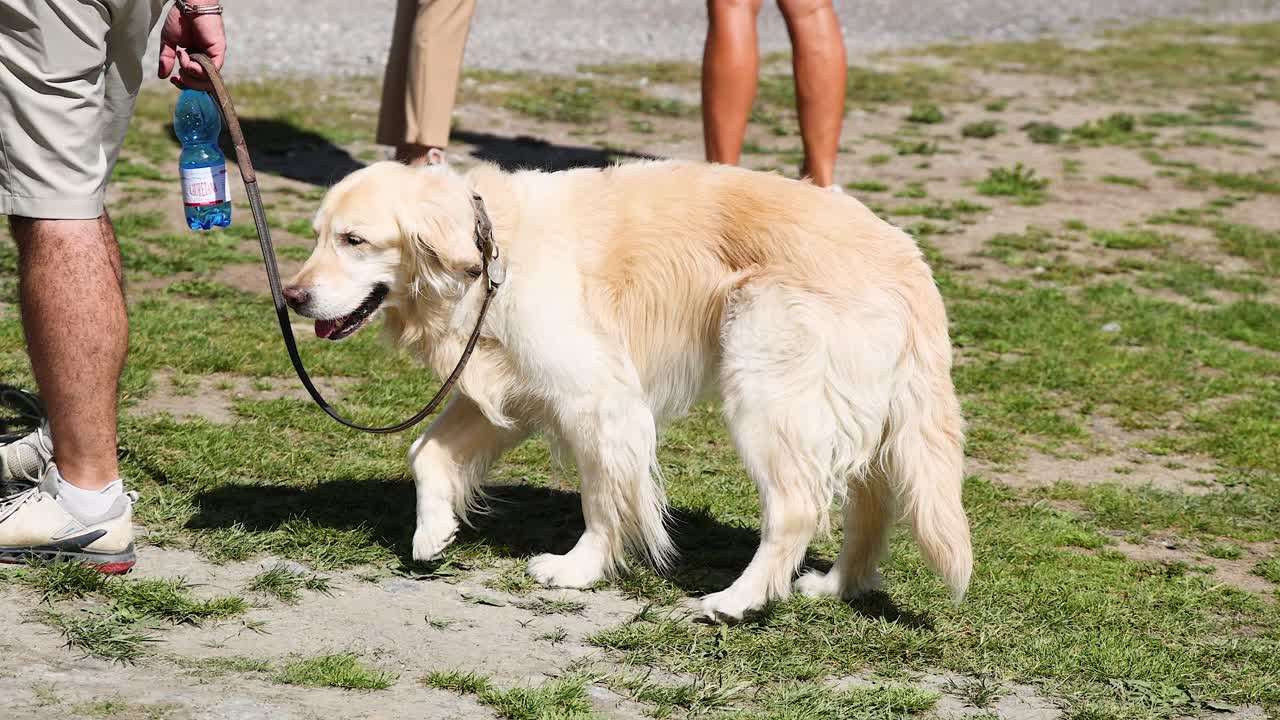 공원 에서 사람 들 과 함께 줄 을 고 있는 개