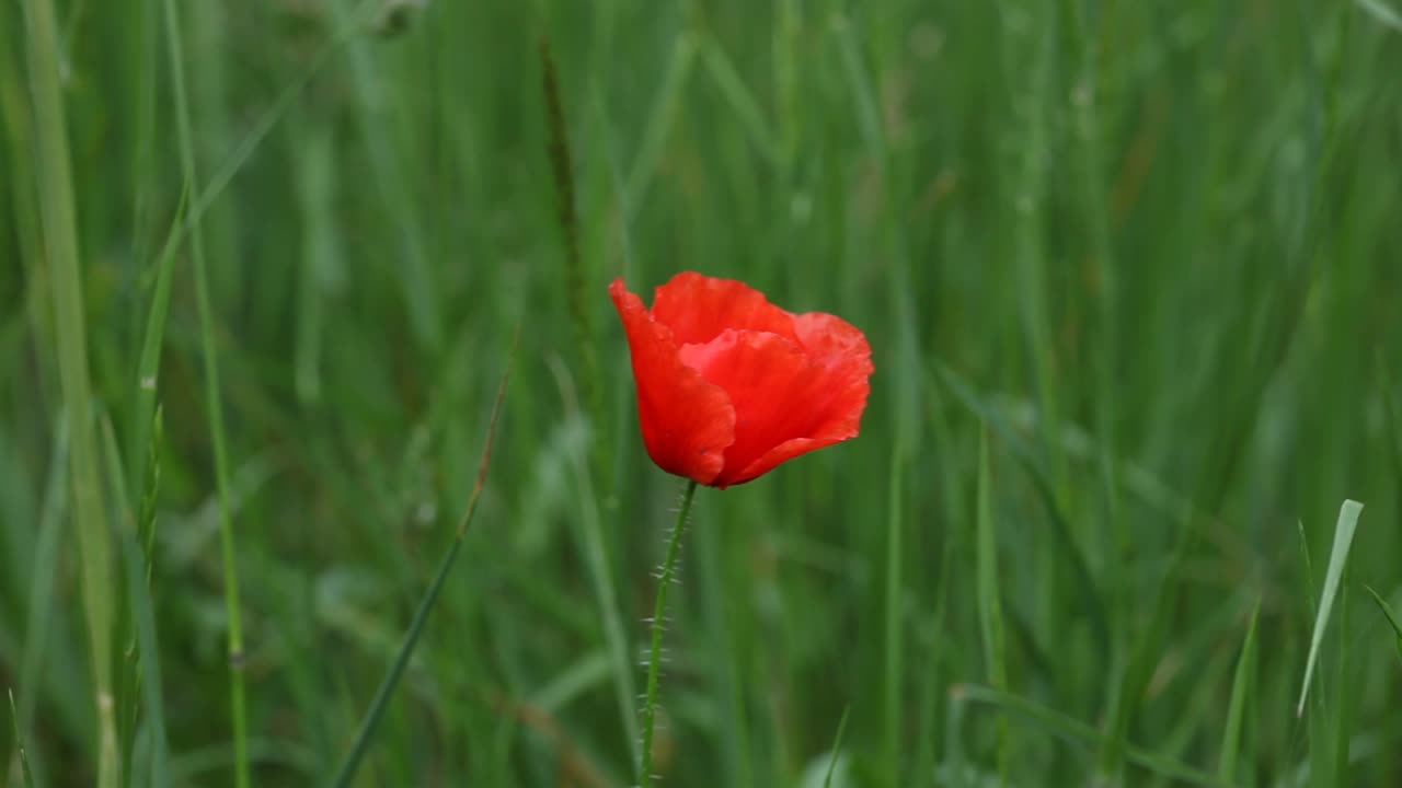A Poppy in flower amongst grasses in a meadow. Early Summer. UK