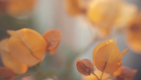 golden brown leaves flutter in the breeze