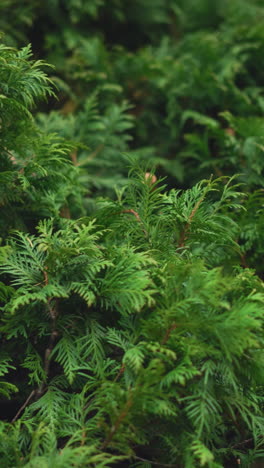 vista panorámica de la vegetación exuberante, mostrando plantas vibrantes y saludables, captura la belleza de la naturaleza con un rico follaje, ofreciendo un entorno pacífico y sereno, perfecto para los amantes de la naturaleza