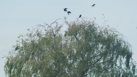 Ein-Mord-An-Krähen,-Die-Sich-In-Einem-Knorrigen-Baum-Versammelt-Haben,-Dohlen