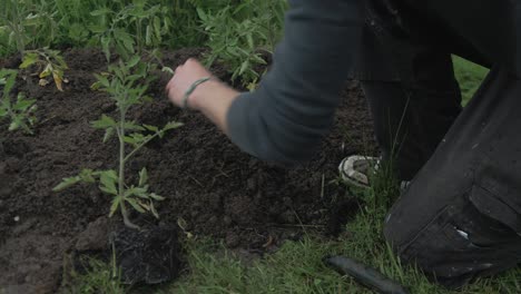 transplanting healthy tomato plants into soil