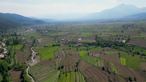 árboles exuberantes en el entorno agrícola