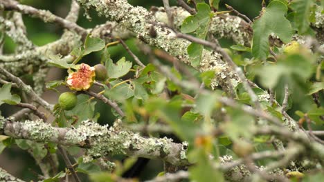 Nahaufnahme,-Kamerafahrt-Von-Turacos-Mit-Lila-Haube-Oder-Loerie,-Die-Im-Feigenbaum-Auf-Nahrungssuche-Gehen