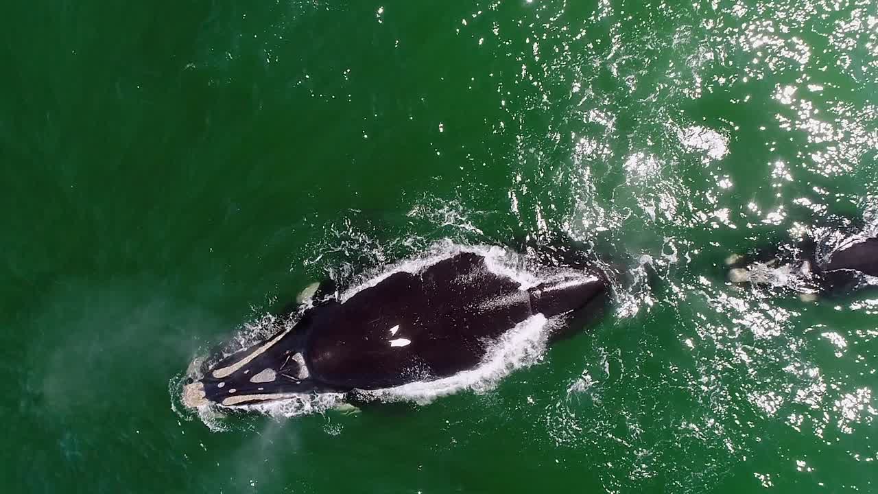 Dall'alto: Balena franca adulta con un piccolo cucciolo che emette un soffio nell'acqua di mare verde.
