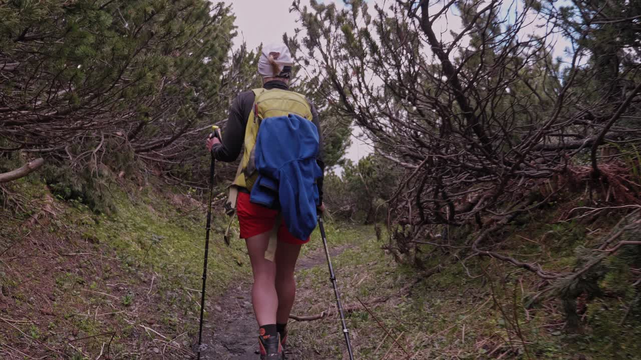 chica turista caminando por los pinos enanos en un bosque de gran altitud en eslovaquia, sigue el tiro