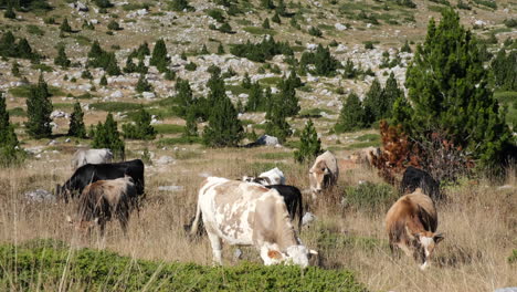 Vacas-En-Las-Montañas-Pastando