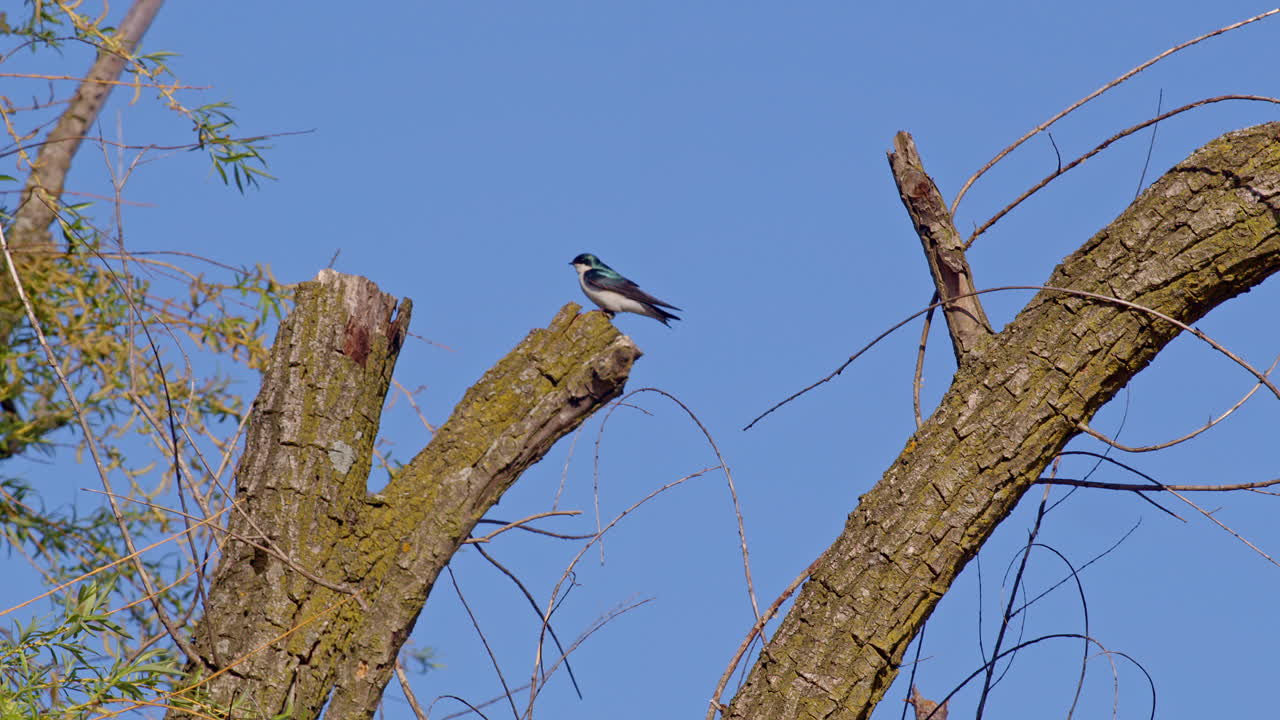Purple martins flirt and fly with flair in cinematic slow motion.