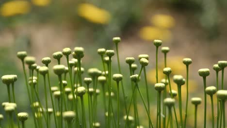 young flowers on the breeze, yellow and green