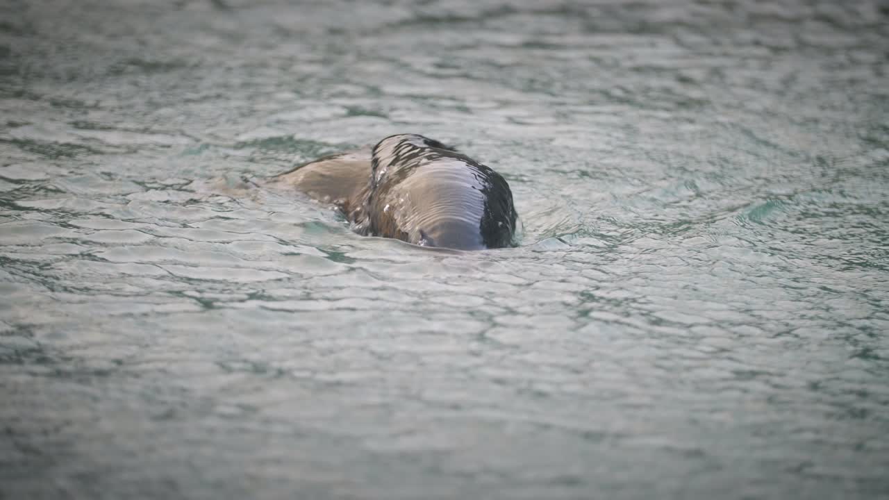 dos juguetones lobos marinos nadando, sacando la cabeza por encima del agua.