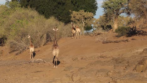 four giraffes walking away in front light in mashatu game reserve, botswana