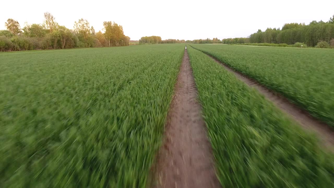 Green agricultural fields on a cloudy spring day