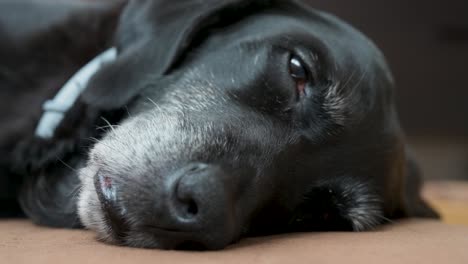 a sleepy black dog lying on the floor