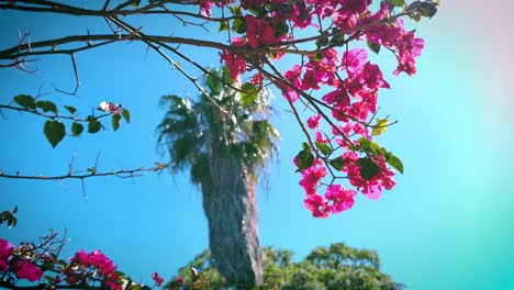 Flores-Rojas-Movidas-Por-El-Viento-Con-Reflejos-Solares-Y-Palmeras-Al-Fondo