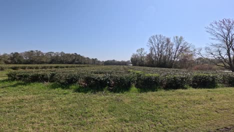 charleston tea garden spring 2024