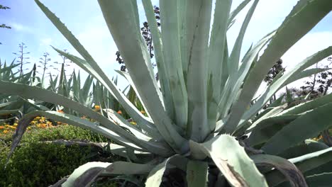 gran planta suculenta al aire libre sartén izquierda