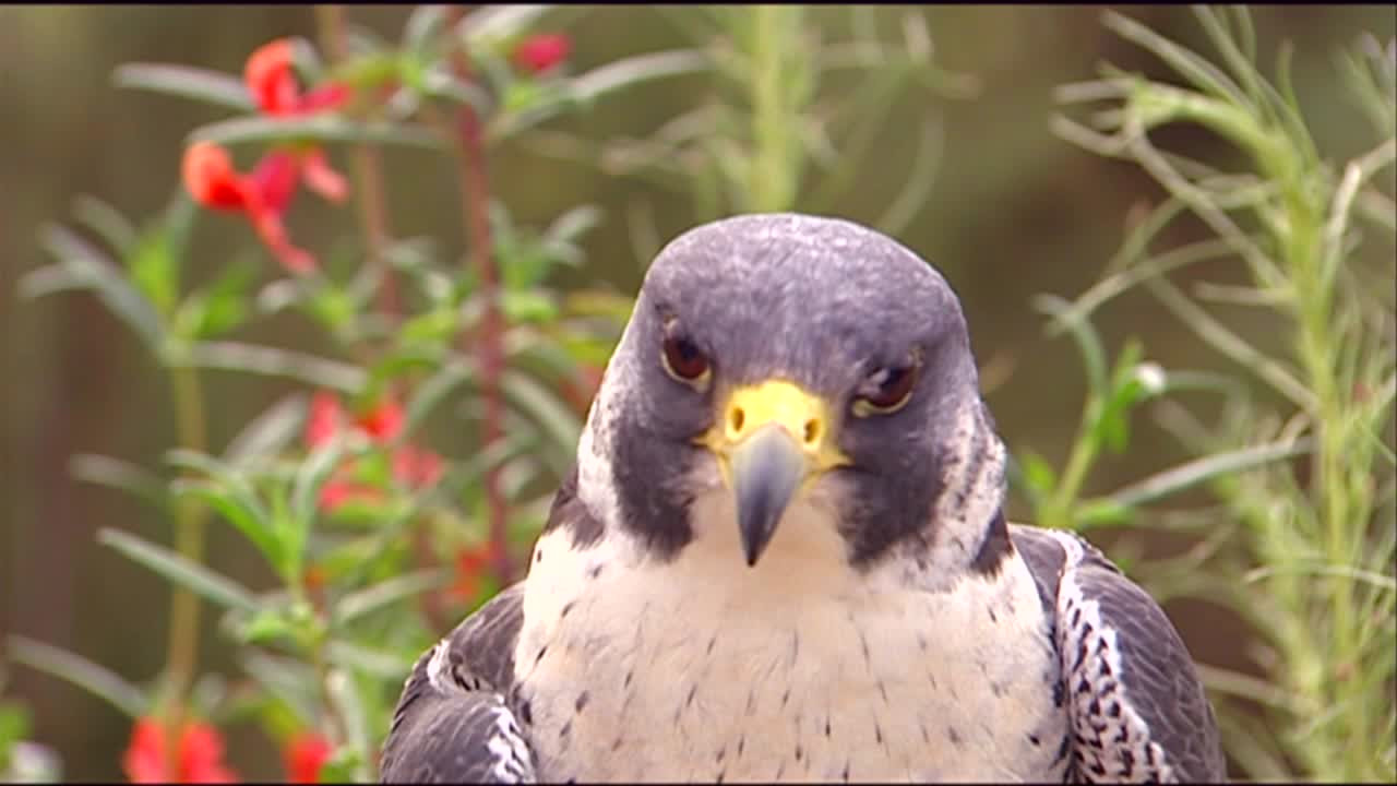 rapaces y halcones y aves rapaces de cerca