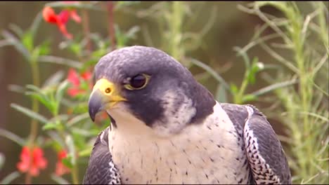 猛禽 鷹 捕食鳥 近距離觀看