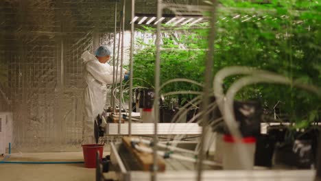 marijuana cultivation in a controlled environment