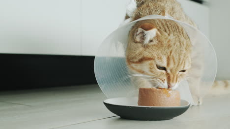 a pet in a cone-shaped collar eats food. the collar prevents itching of the wound after surgery