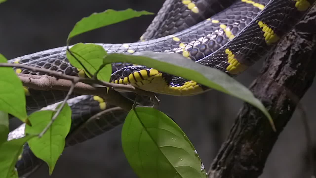 Mangrove snake is moving through a tree with leaves and other snakes, slow mo footage