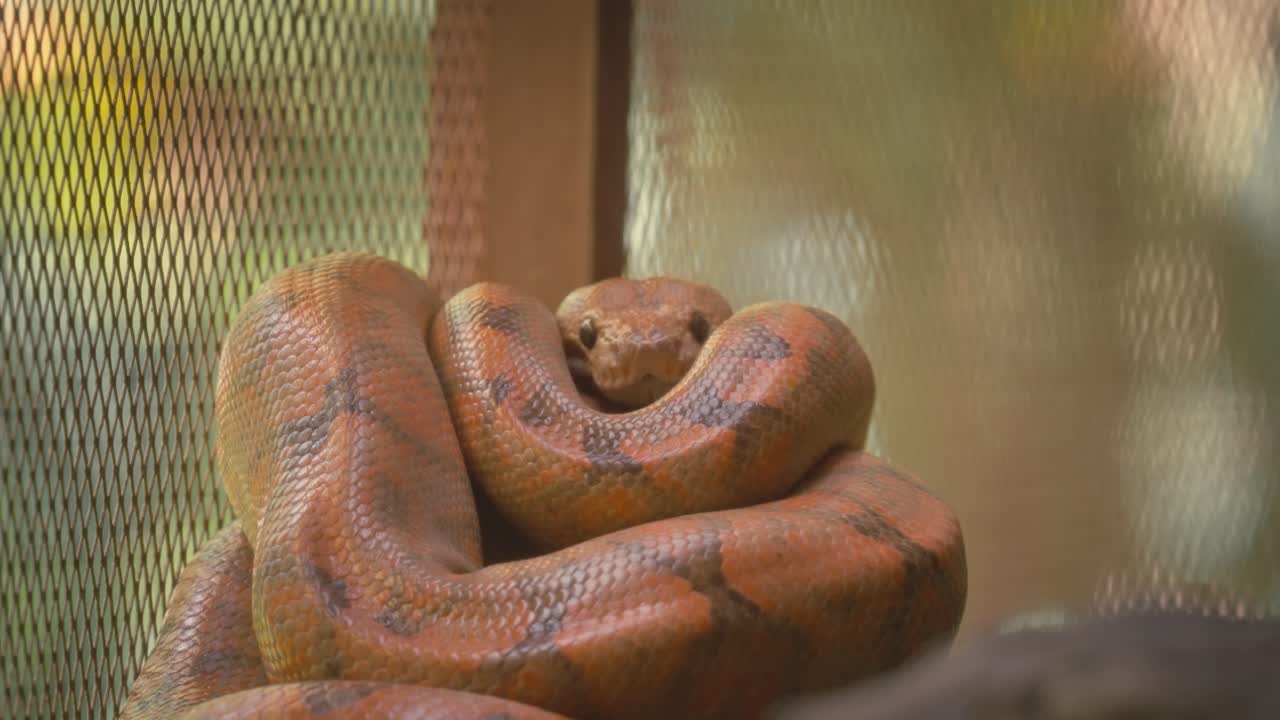 Primo piano di un serpente vipera marrone arrotolato, con la testa sollevata e gli occhi che fissano direttamente la telecamera