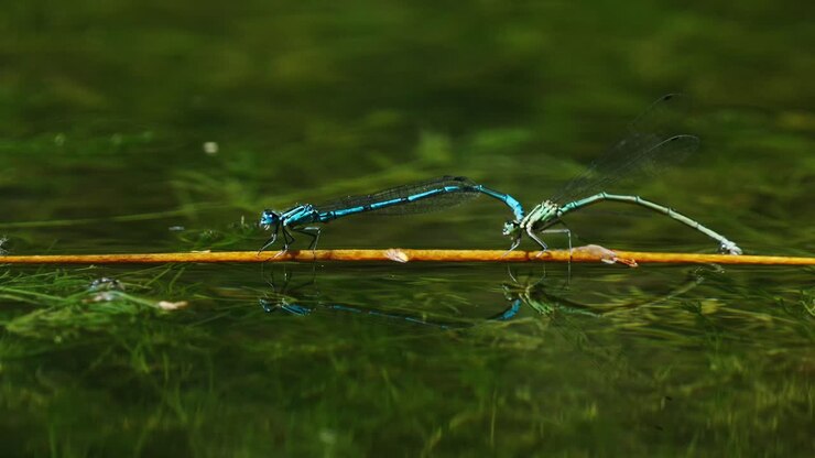 Two dragonfly sitting on a small twig in the water steady balanced on the water