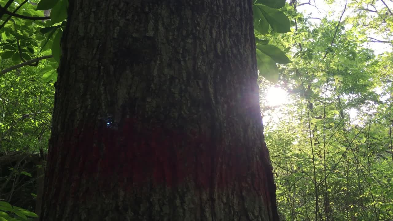 [панорамный снимок] солнечный свет сквозь зеленые листья в красивом лесу