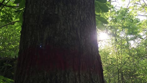 [pan shot] sunlight through green leaves in the beautiful forest