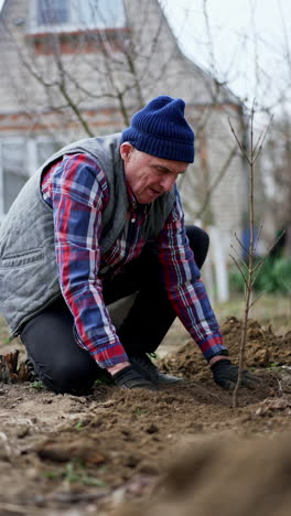 mature male farmer rams down ground around the young tree. garden works in spring season. vertical video.
