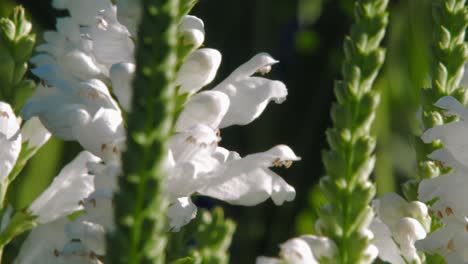 sunlight shining over the physostegia virginiana - crystal peak white obedient flower with honey bee in the garden