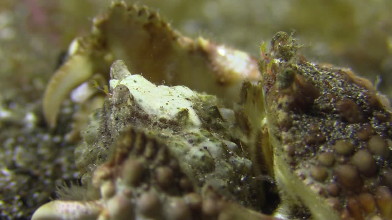 sexo del cangrejo: cangrejo de caja macho sosteniendo a la hembra por detrás con poderosas garras