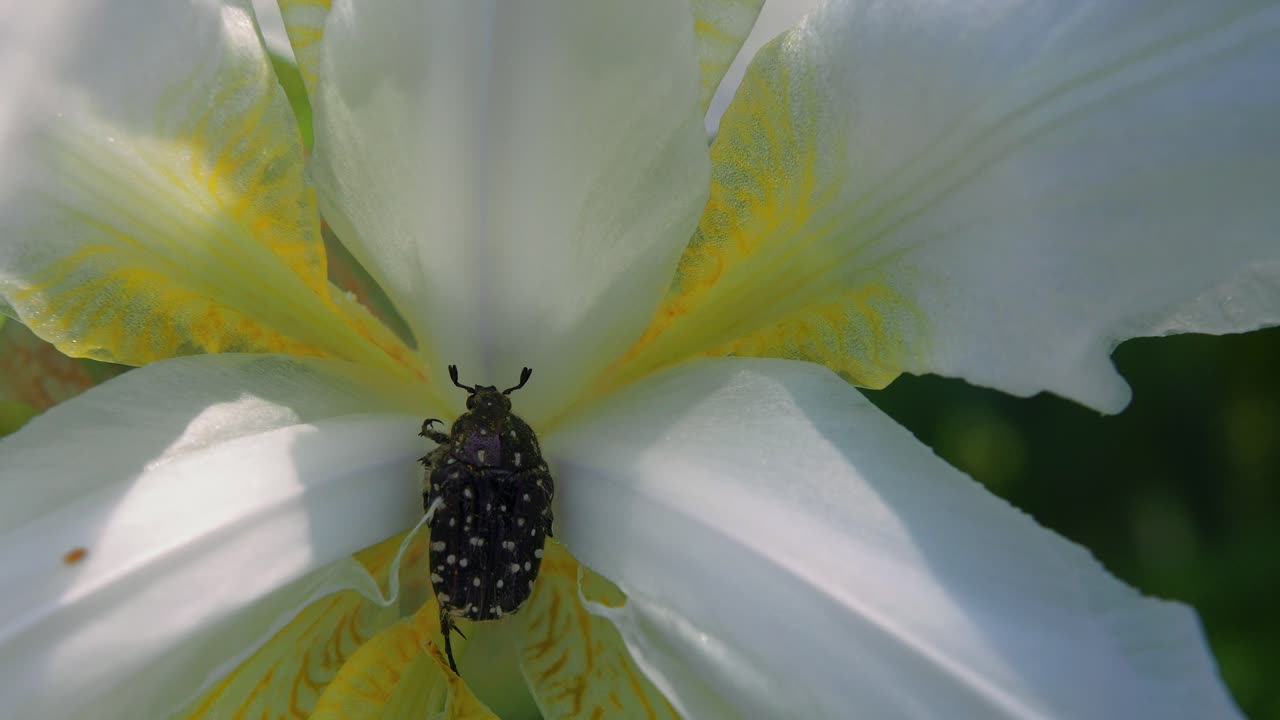vista superior de un escarabajo chafer dentro de pétalo de flor blanca y amarilla, cámara lenta