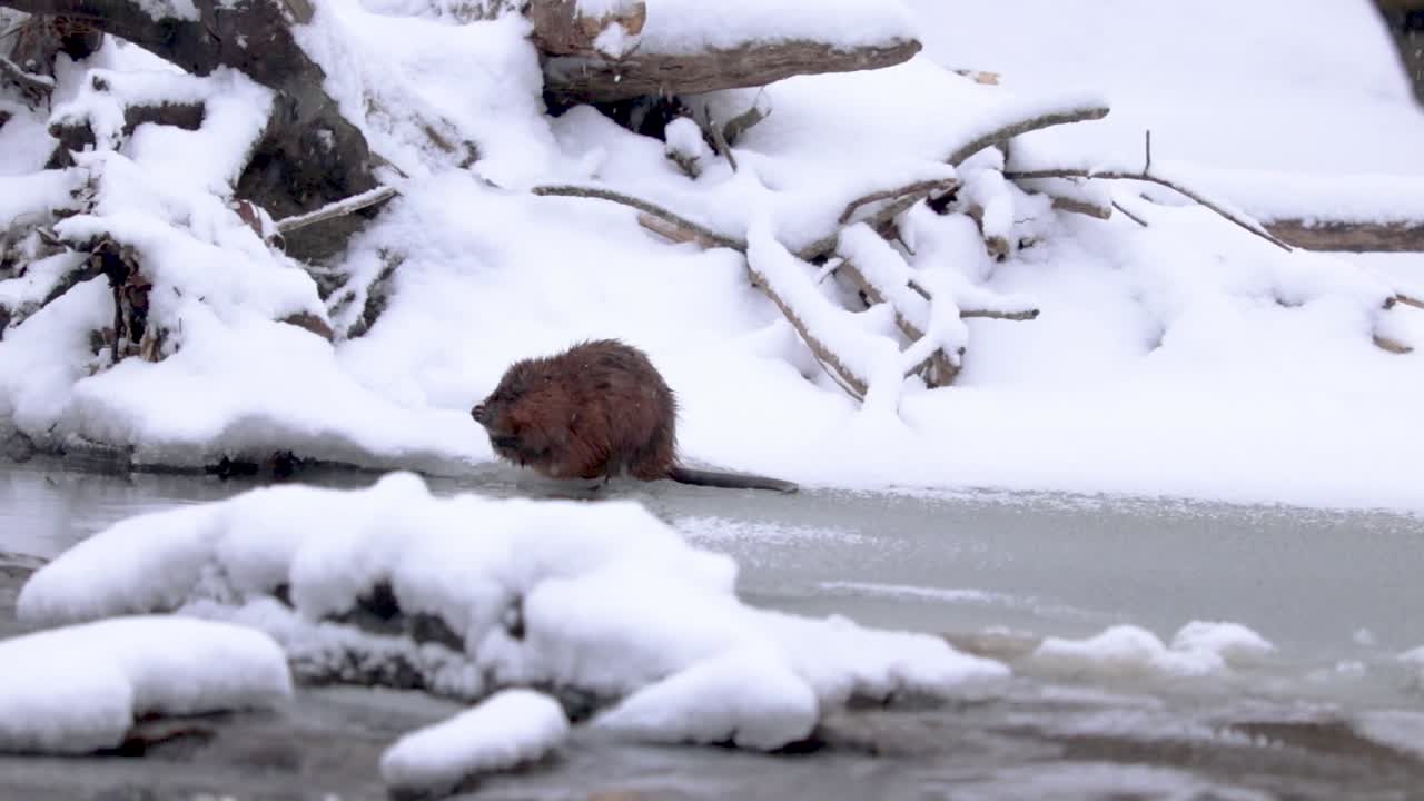 겨울에 얼어붙은 강에서 몸을 다듬고 씻는 수달