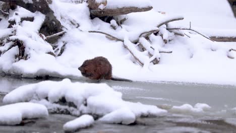 an otter preening and washing himself on a frozen river in winter