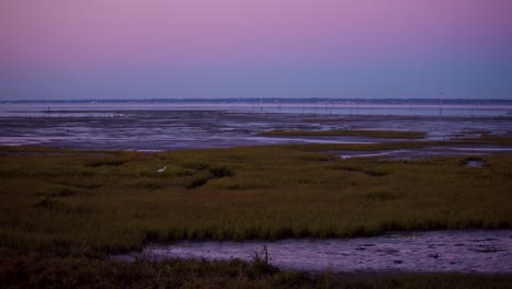 white bird walking in swampy area after sunset with majestic purple sky