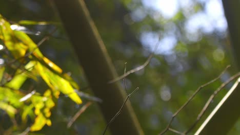 single giant damselfly sitting on tip of a twig lit in the bright sunlight takes off fluttering its wings