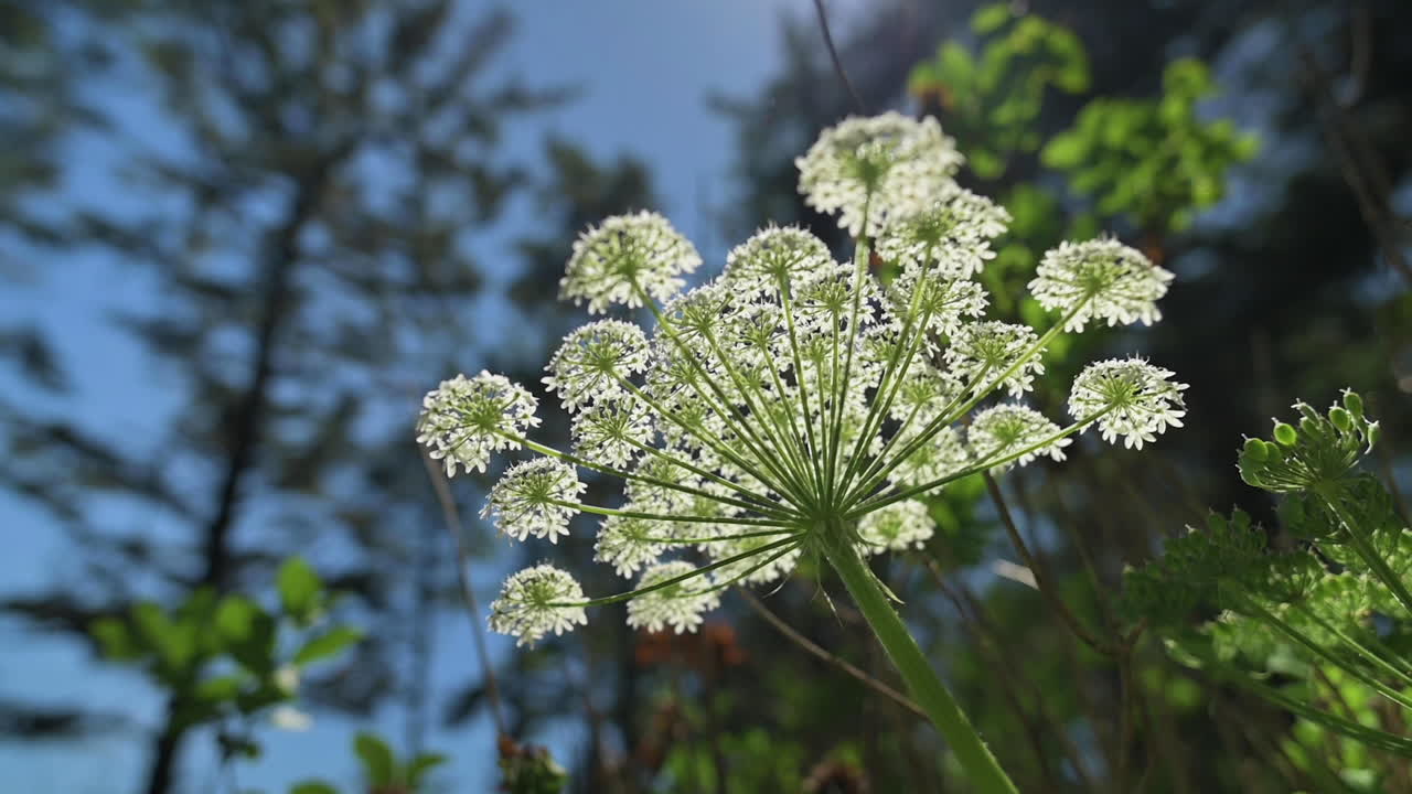 오레곤 숲의 야생 당근 - 바람에 부드럽게 움직이는 앤 여왕의 레이스 꽃
