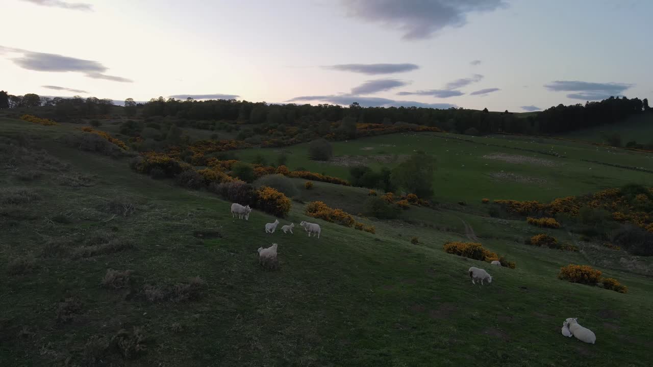 Scene that beautifully embodies the pastoral charm and agricultural traditions that are deeply rooted in the Scottish countryside