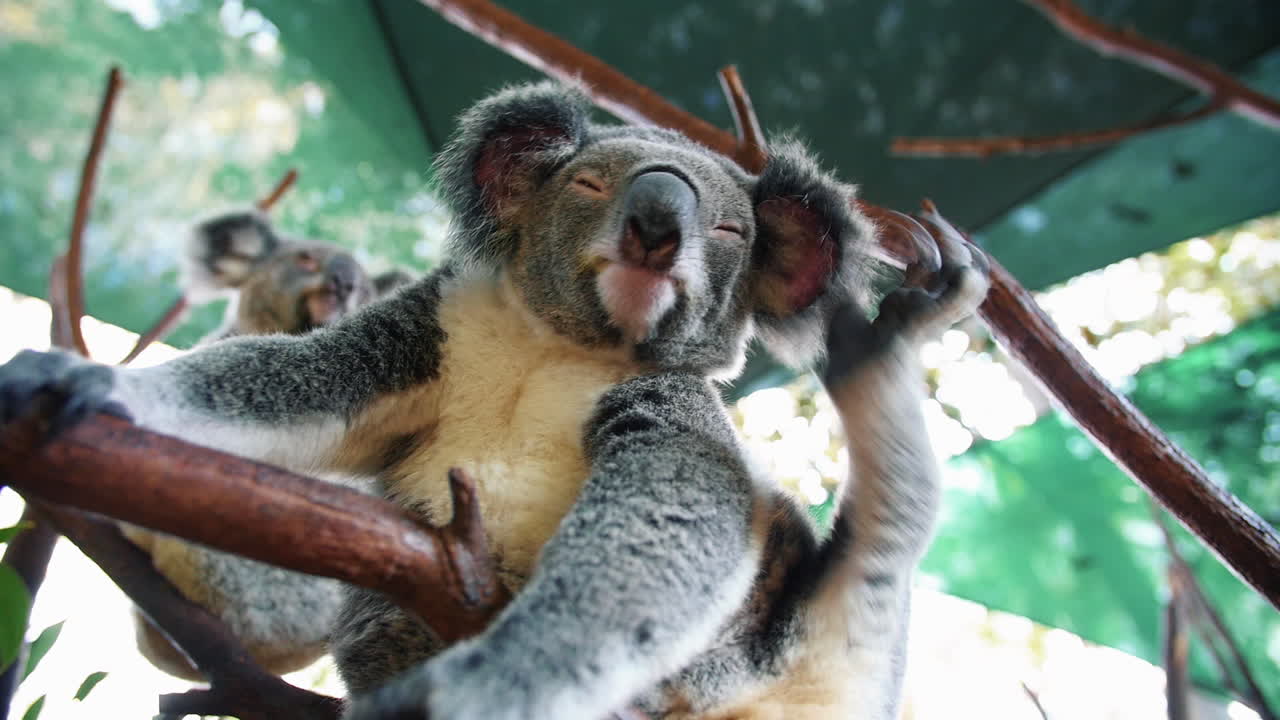 Koala Scratching His Ears While On An Artificial Tree Branch At Animal Zoo Park