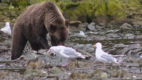 Braunbär,-Der-Einen-Lachs-Am-Pavlof-Fluss-Isst,-Der-In-Die-Süßwasserbucht-Im-Hafen-Von-Pavlof-Auf-Der-Insel-Baranof-Im-Südosten-Von-Alaska-Fließt