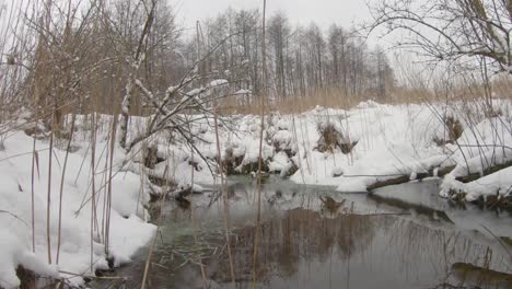 pan shot of frozen pond in the forest