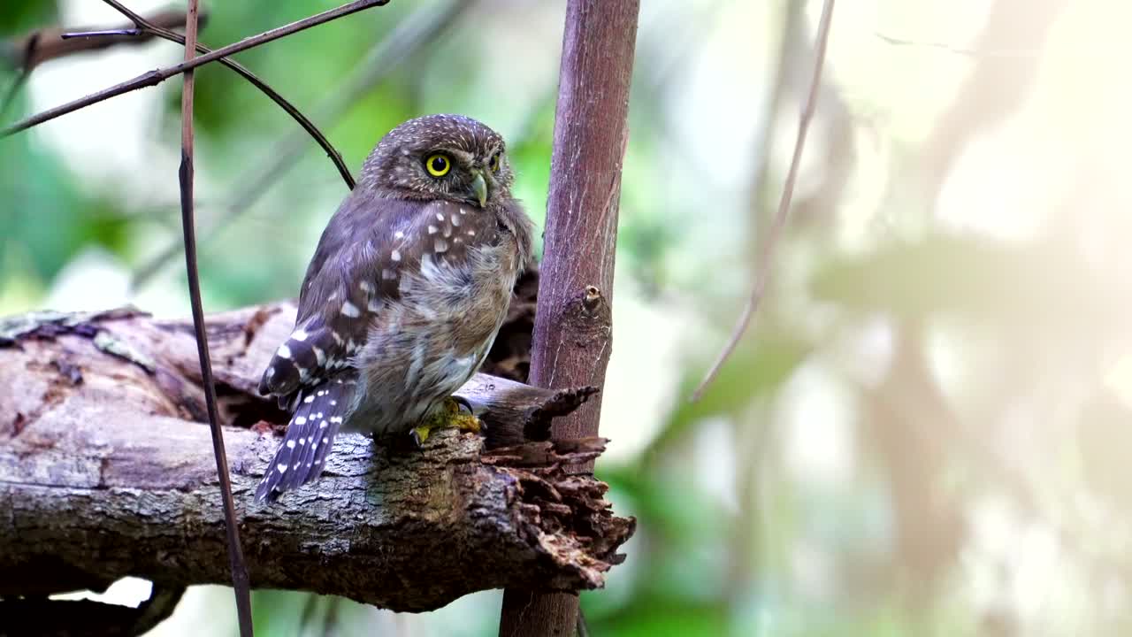 철색 피그미 부 ⁇ 이의 근접 촬영 _ 기아나