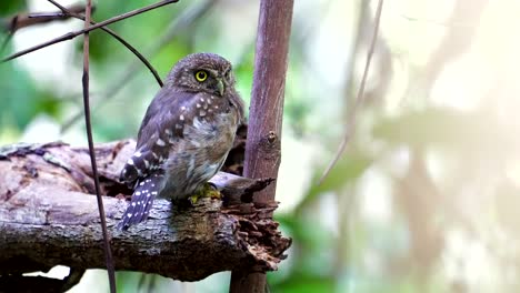 Nahaufnahme-Eines-Eisenhaltigen-Sperlingskauz-|-Guyana